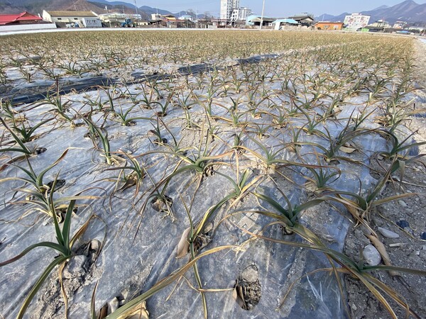 올해 겨울 가뭄이 이어지면서 양파⸱마늘 등 농작물 재배에 어려움을 겪고 있다. 사진=경상북도
