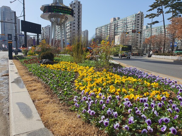 잠실역사거리 교통섬에 조성한 ‘봄철 테마화단’. 사진=송파구