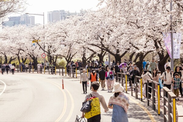 지난해 개최한 여의도 봄꽃축제 현장 모습. 사진=영등포구