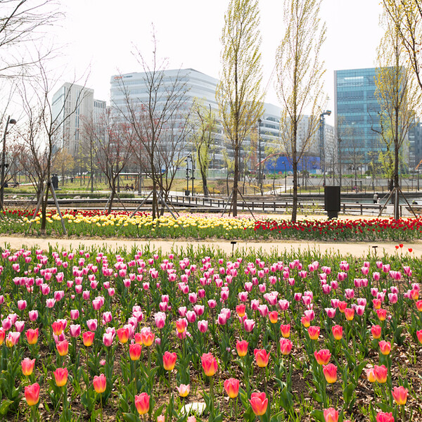 서울식물원에 피어있는 튤립존. 사진=강서구