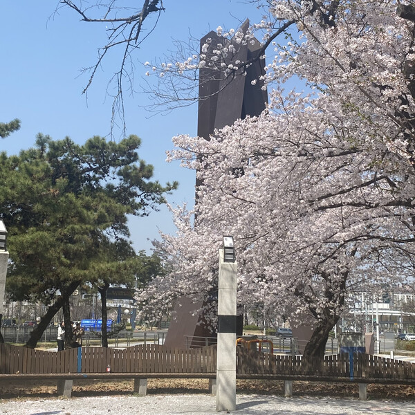 국립항공박물관 일대에 피어있는 벚꽃나무. 사진=강서구