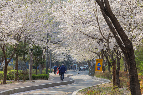 방화근린공원 벚꽃 터널. 사진=강서구