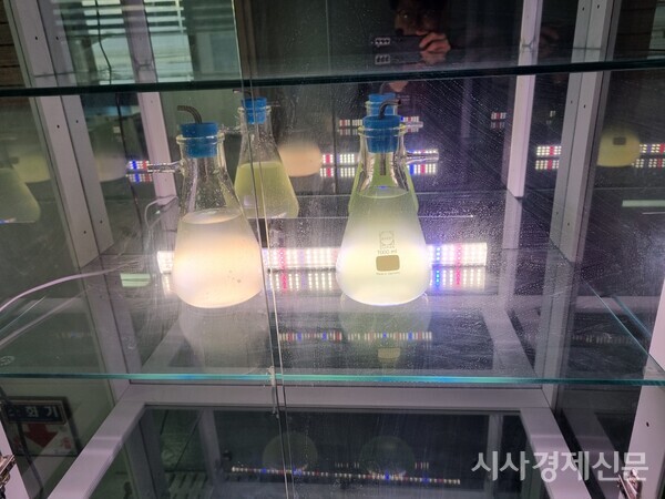 제주 용암해수를 활용하여 두날리엘라를 배양중인 연구실 현장. 사진제공=㈜케이마린바이오테크